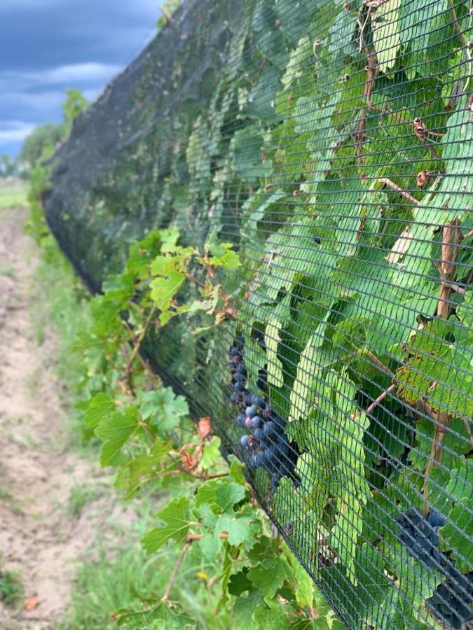 Chaglasian Wine & Suites Сан Рафаел Екстериор снимка